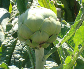 Artichoke, anyone? Artichoke, anyone?