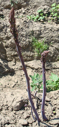 Spears of purple asparagus Spears of purple asparagus