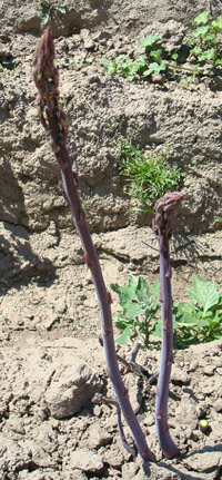 Spears of purple asparagus