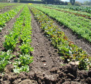 A field of lettuces at Earthbound Farm A field of lettuces at Earthbound Farm