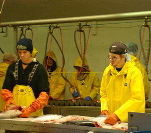 Salmon processing line