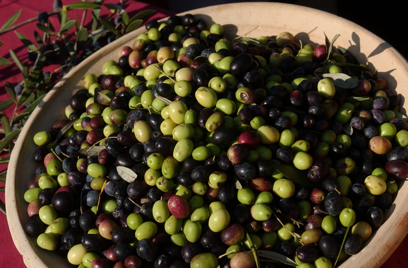 Sonoma olives. (Photo courtesy of the Sonoma Valley Visitors Bureau)