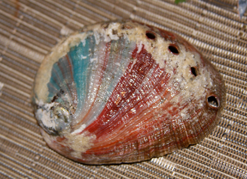 "Super'' red abalone. (Photo courtesy of Steve Lonhart, SIMoN/NOAA)