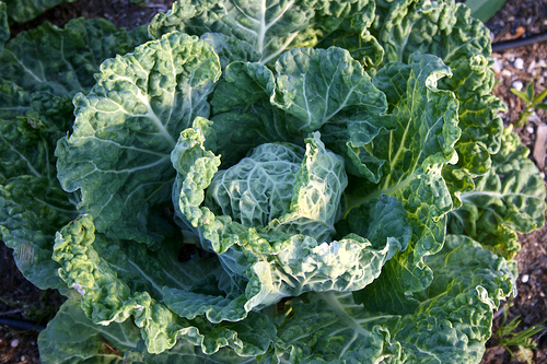 Savoy cabbage at Love Apple Farm, where Manresa Chef David Kinch finds his muse.