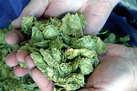 Oregon hops ready to be used in beer-making. (Photo courtesy of Greg Robeson)