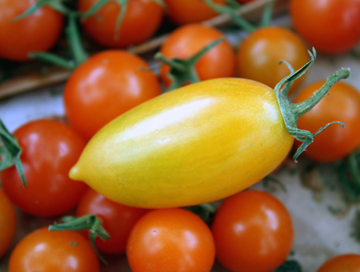 Baia Nicchia Farm's tomatoes.