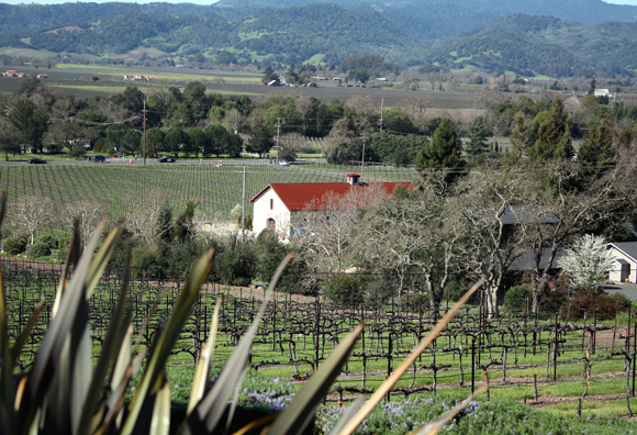 A view of the original vineyard.