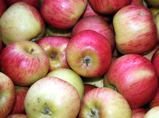 The beauty of Sierra Beauty apples.