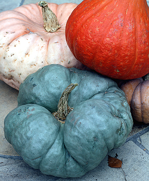 Baia Nicchia's unusual varieties of fall/winter squash.