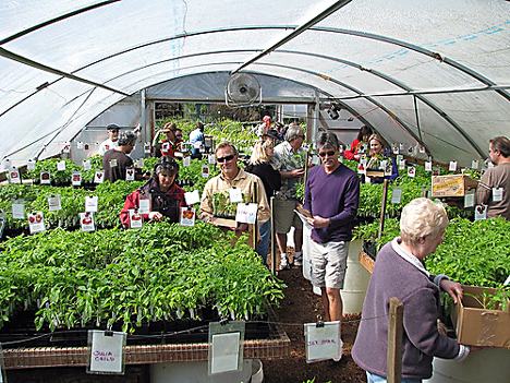The scene at a previous seedling sale. (Photo courtesy of Love Apple Farm) The scene at a previous seedling sale. (Photo courtesy of Love Apple Farm)
