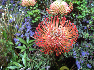 Protea flower. (Photo courtesy of the San Francisco Flower & Garden Show)