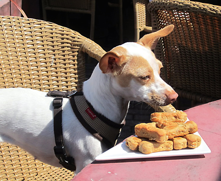 Waterbar offers four-legged friends complimentary treats.(Photo courtesy of the restaurant)