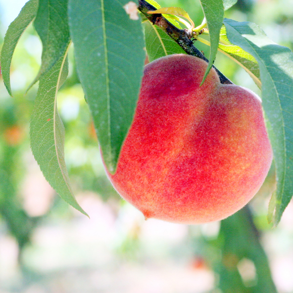A beautiful Suncrest peach. (Photo courtesy of Frog Hollow Farm)