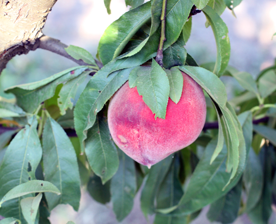 One of the many varieties of peaches the farm is famous for.