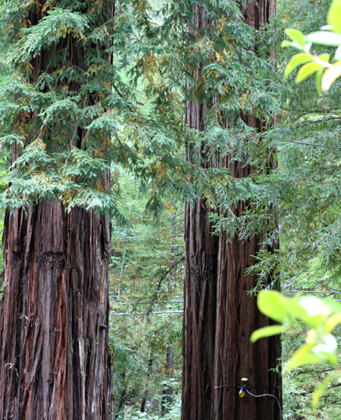 Soaring redwoods will leave you humbled.
