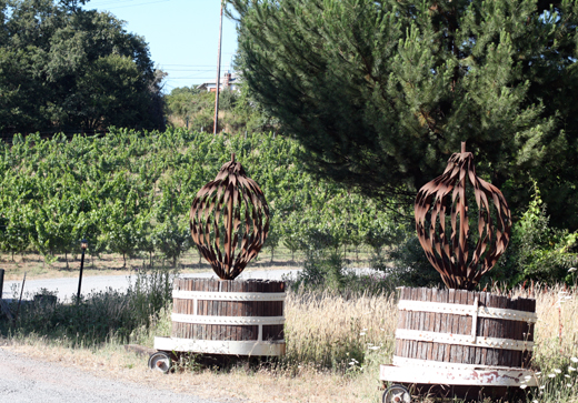 Some of the oldest Merlot vines in Sonoma County.