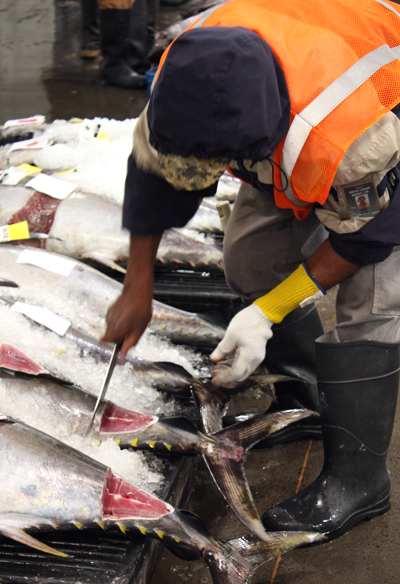 Before the bidding, each tuna is cut into, exposing a chunk of meat for bidders to evaluate.