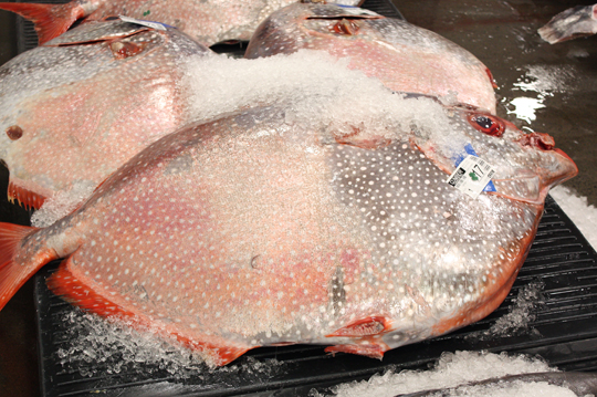 Fresh, whole opah. Can you guess why it's also called moon fish?
