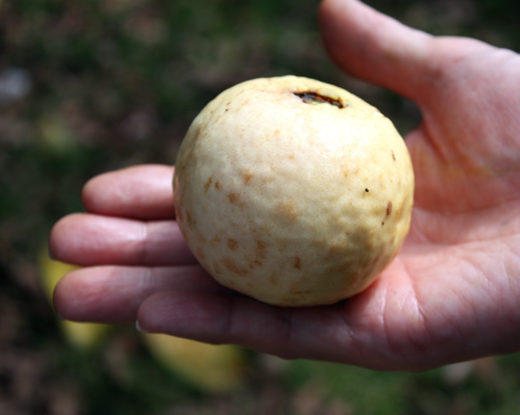 A yellow guava...