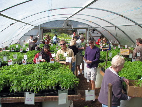 Last year's tomato seedling sale. (Photo courtesy of Love Apple Farms)