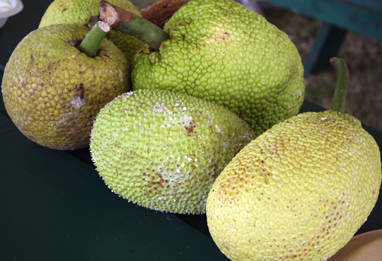 Two types of breadfruit. There are more than 100 varieties.