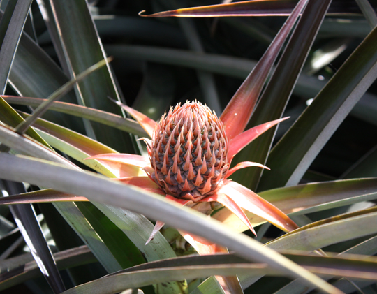 A pineapple just starting to emerge on the stalks.