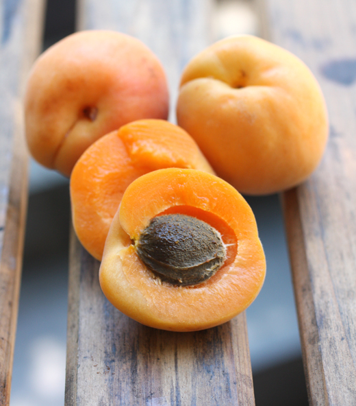 Apricots from Frog Hollow Farm.