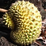 durian