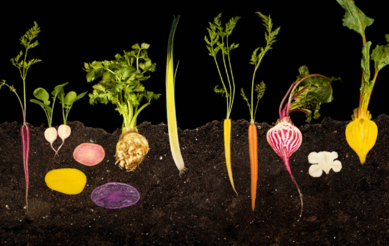 Root vegetables. (Photo courtesy of Modernist Cuisine)