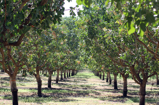 A grove of pistachio trees. California is the leading grower.