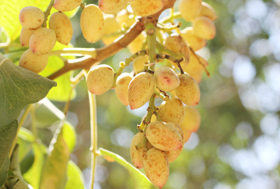 Pistachios growing in California's Central Valley.