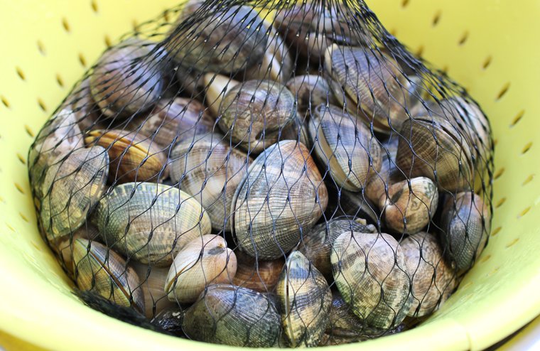 Manila clams delivered to my doorstep from Siren Fish Company.
