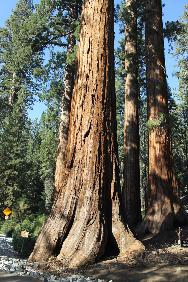 A giant sequoia in Yosemite National Park that will have you in awe.