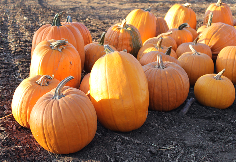 At the Santa Clara Unified School District Farm two years ago. (Photo by Carolyn Jung)