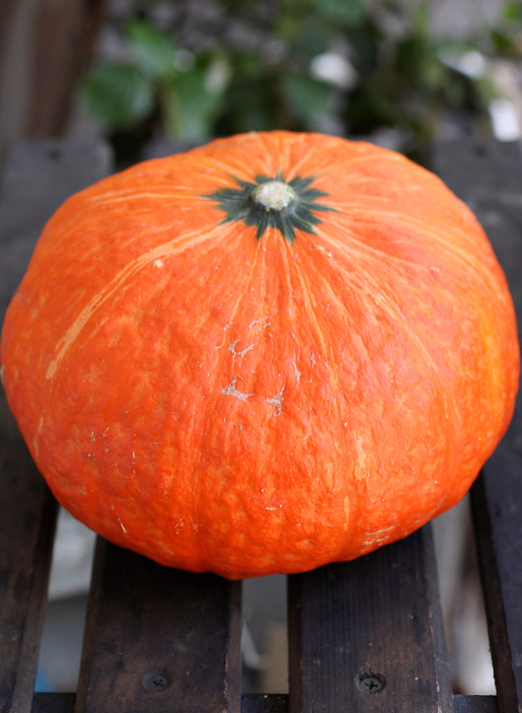 A beauty of a red kabocha squash.