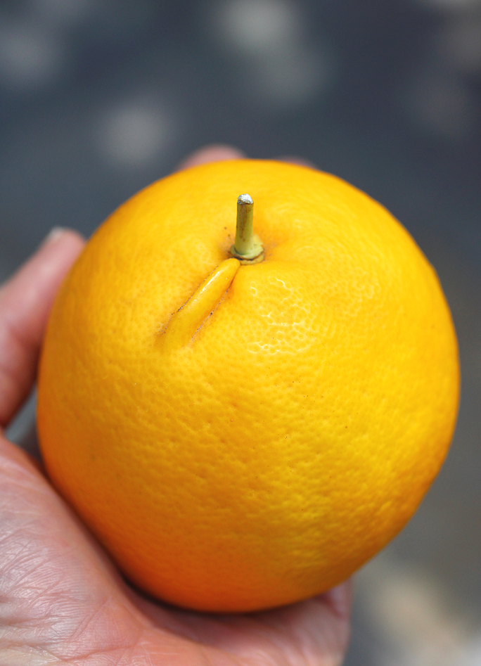 A monster-sized Meyer lemon.