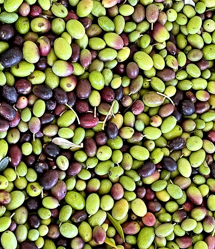 Stephen Singer's olives ready to be pressed. (Photo by Carolyn Jung)