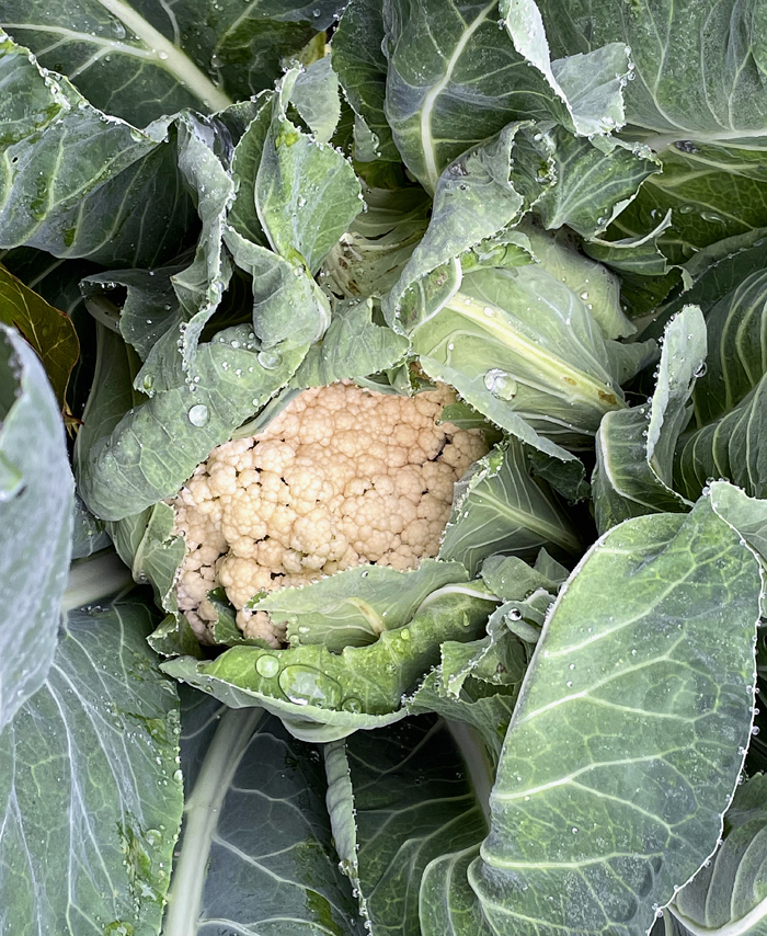 Cauliflower growing in a culinary garden on the property.