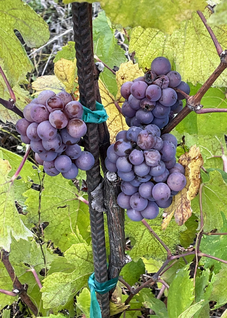 Grapes on the vine at Vintners Inn.