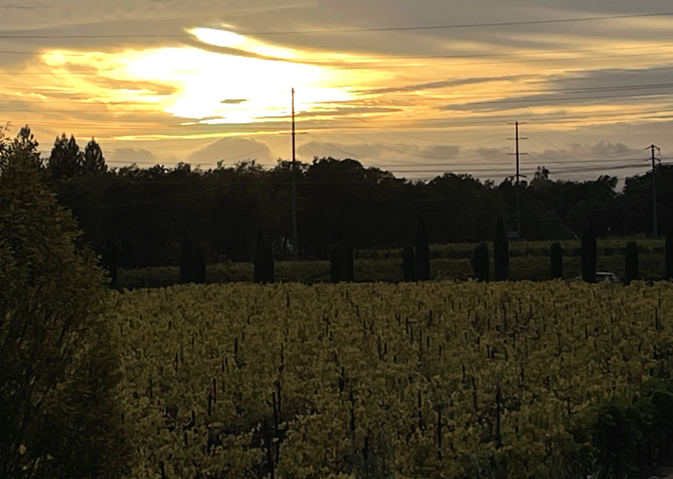 Sunset over the vines.