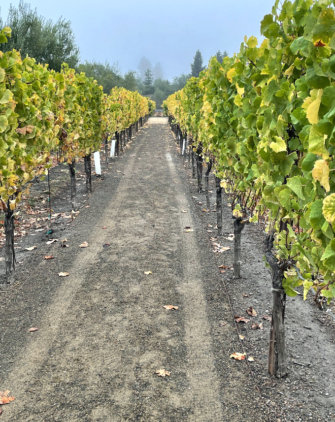 Walking the vineyard trail on the property is a great way to get the blood flowing on a lazy morning.
