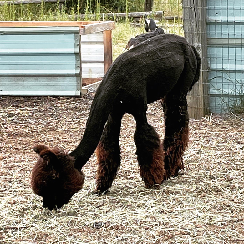 Can you blame me for wanting to take this alpaca home with me?