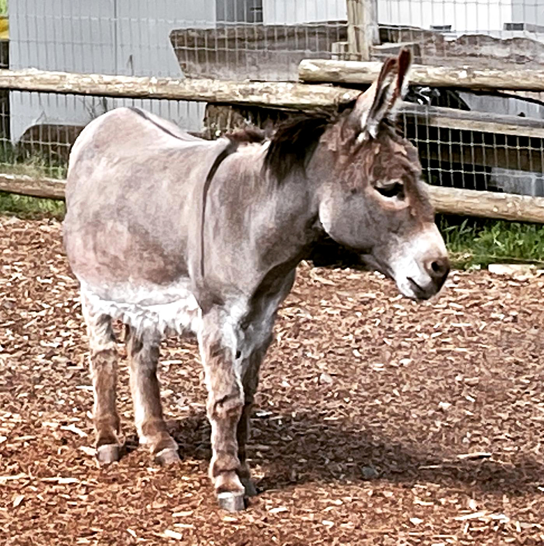 One of the farm's mini donkeys.