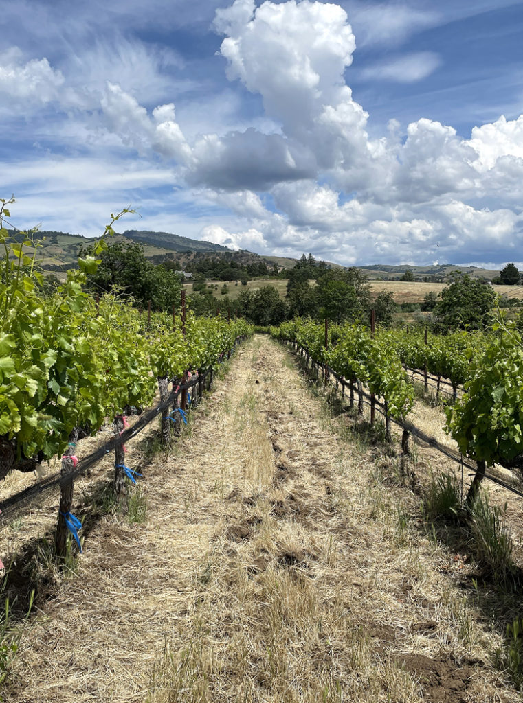 Grenache vines at Long Walk Vineyards, which bucks the trend for Pinot Noir in Oregon and specializes in Rhone varietals instead.