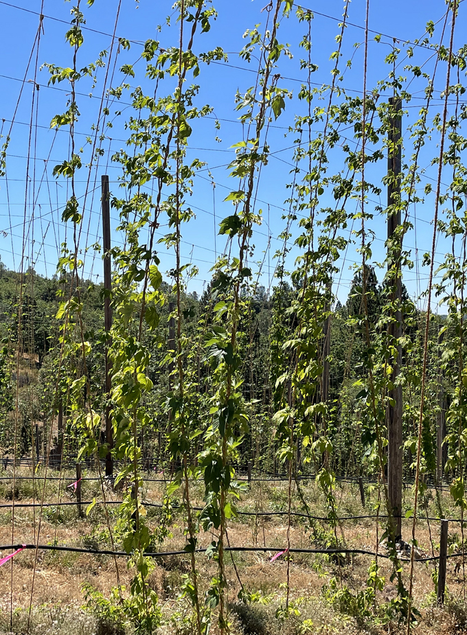 Hops being grown for the beer-making.