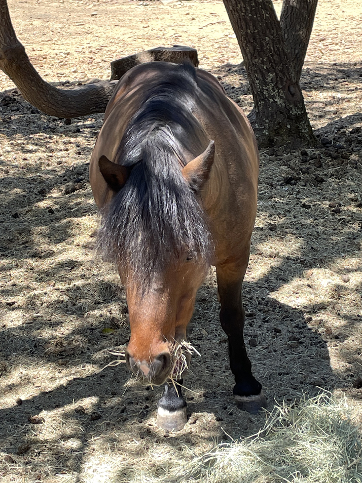 A pony grabbing a bite to eat at the ranch.