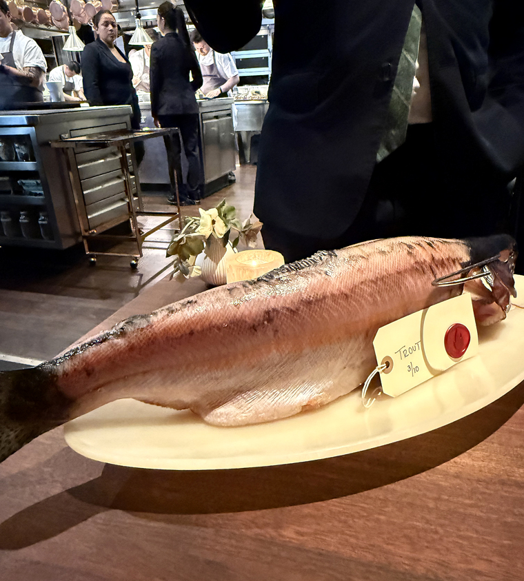 The aged Mt. Lassen trout.