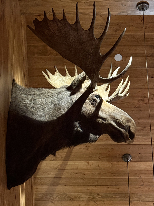 "Maurice'' the moose.