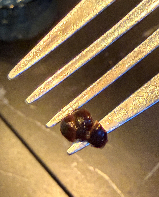 Roasted ants garnishing the salad.