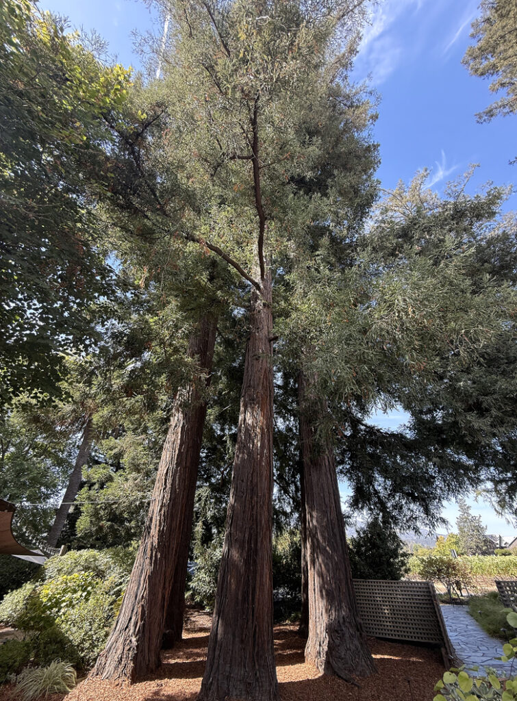 The namesake trees at Sequoia Grove Winery.